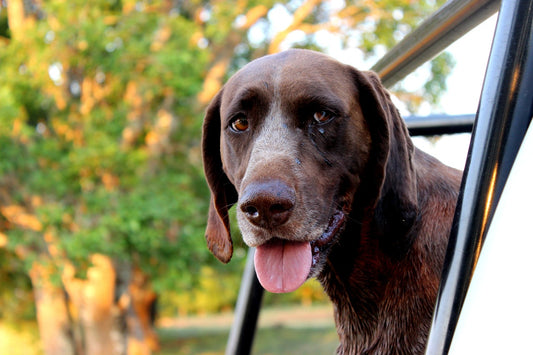 German-Shorthaired-Pointer Dog Breed Guide