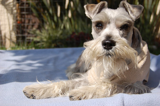 Schnauzer Dog Breed Guide