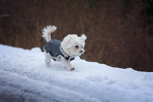 Why You Should Not Buy A Teacup Puppy