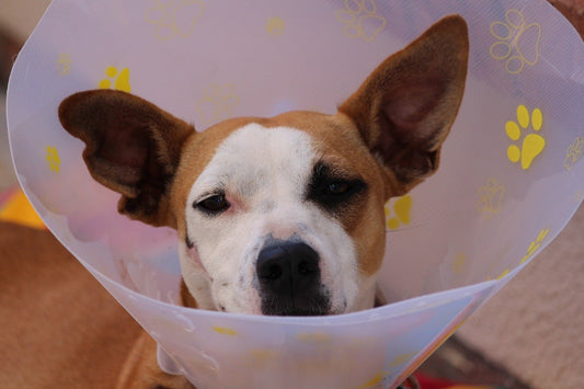 Things To Occupy Your Dog When They Are Injured