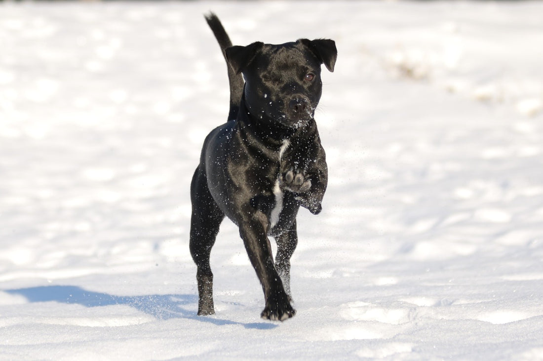 Patterdale-Terrier Dog Breed Guide