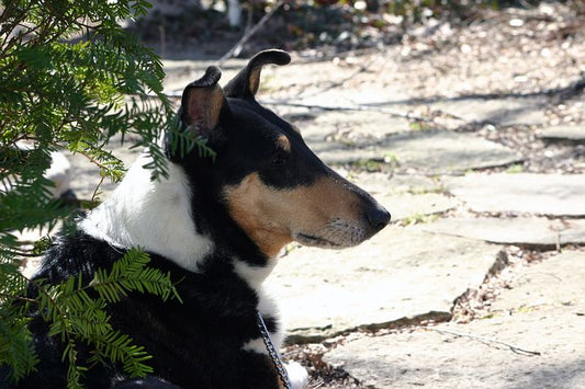 Endangered Dog Breeds In Britain