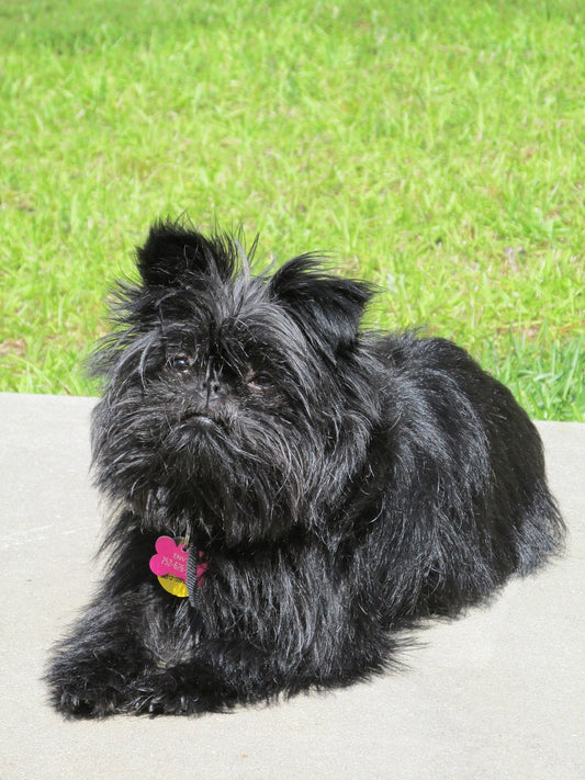 Hypoallergenic Dogs