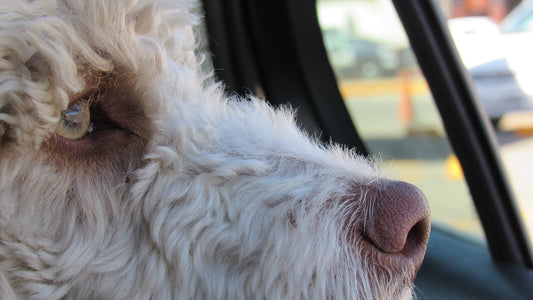 The Law About Dogs In Cars