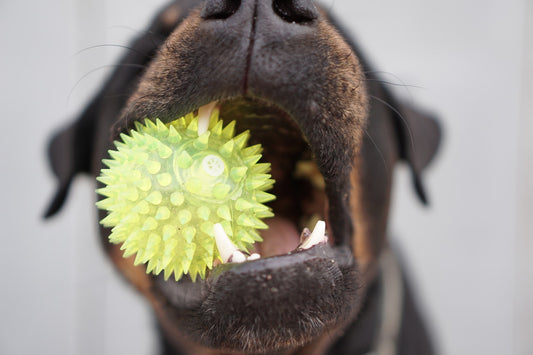 Pastoral Dog Breeds