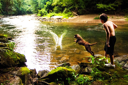 Hunting Dog Breeds