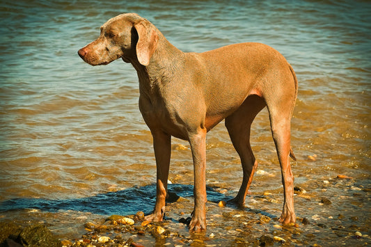 Most Beautiful Dog Breeds