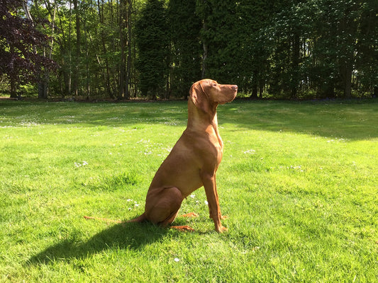 Hungarian-Vizsla Dog Breed Guide
