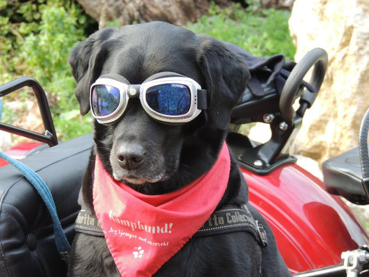 Top Funny Dog Videos