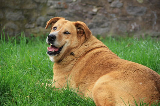 Diabetes In Dogs