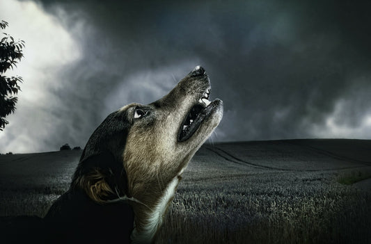 Why Dogs Howl