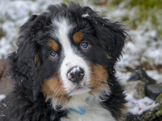 Mountain Dog Breeds