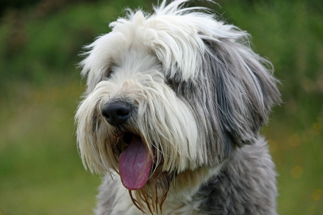 Bearded-Collie Dog Breed Guide