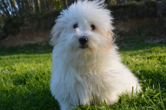 Coton-De-Tulear Dog Breed Guide