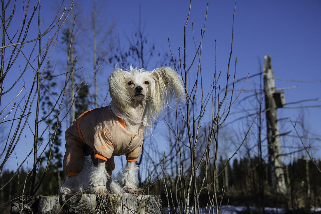 Chinese-Crested Dog Breed Guide