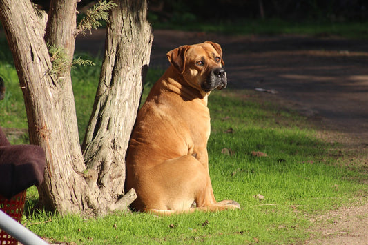 The Most Chilled Out Dog Breeds