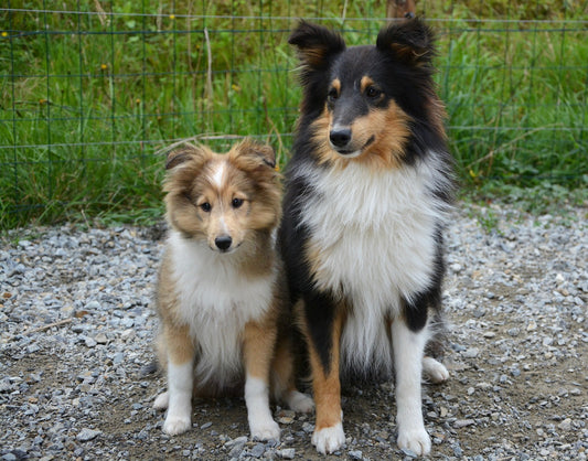 Differences Between Male & Female Dogs