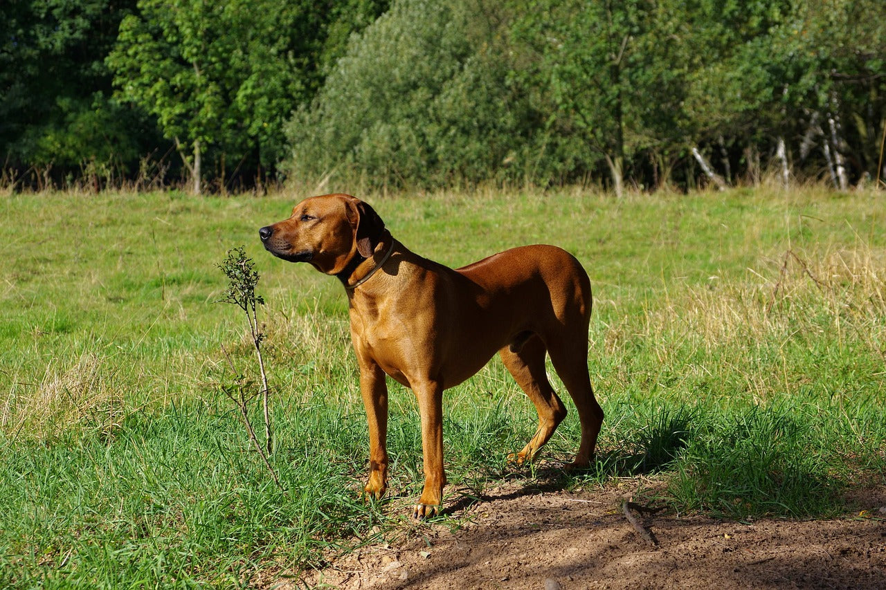 Rhodesian Ridgeback Dog Breed Guide | Time for Paws