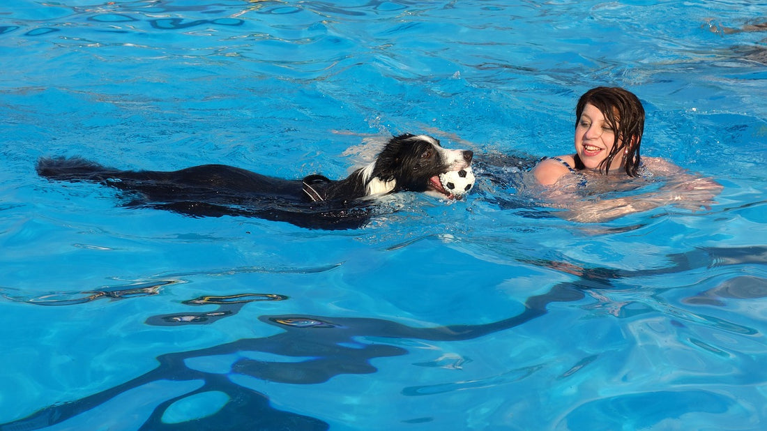 The Benefits Of Hydrotherapy For Dogs