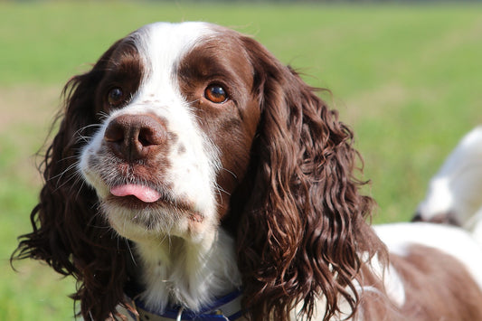 Springer-Spaniel Dog Breed Guide