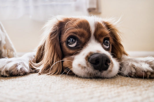 The Worlds Saddest Dog