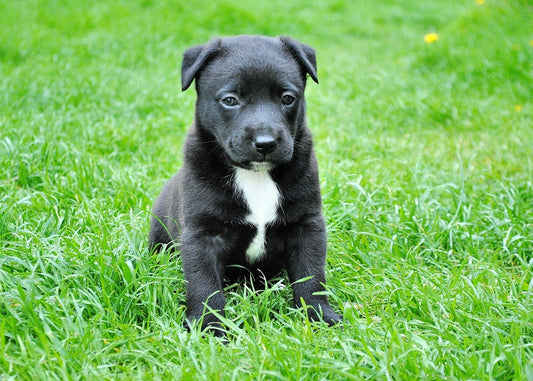 Puppy Dog Eyes Are No Myth