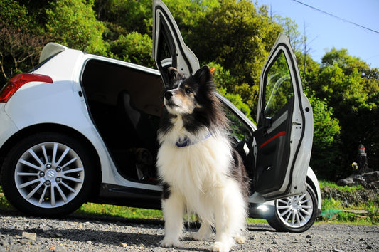 Dogs In Hot Cars