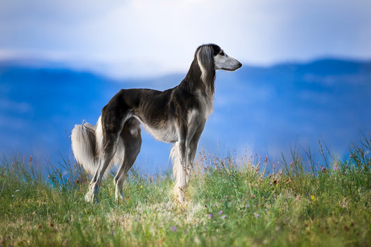 Saluki Dog Breed Guide
