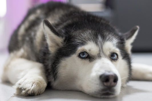 Siberian-Husky Dog Breed Guide