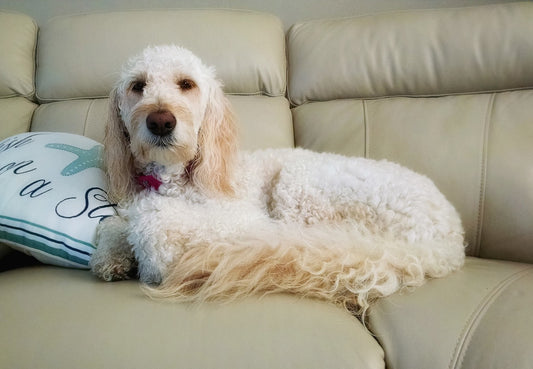Should Dogs Be Allowed On The Sofa