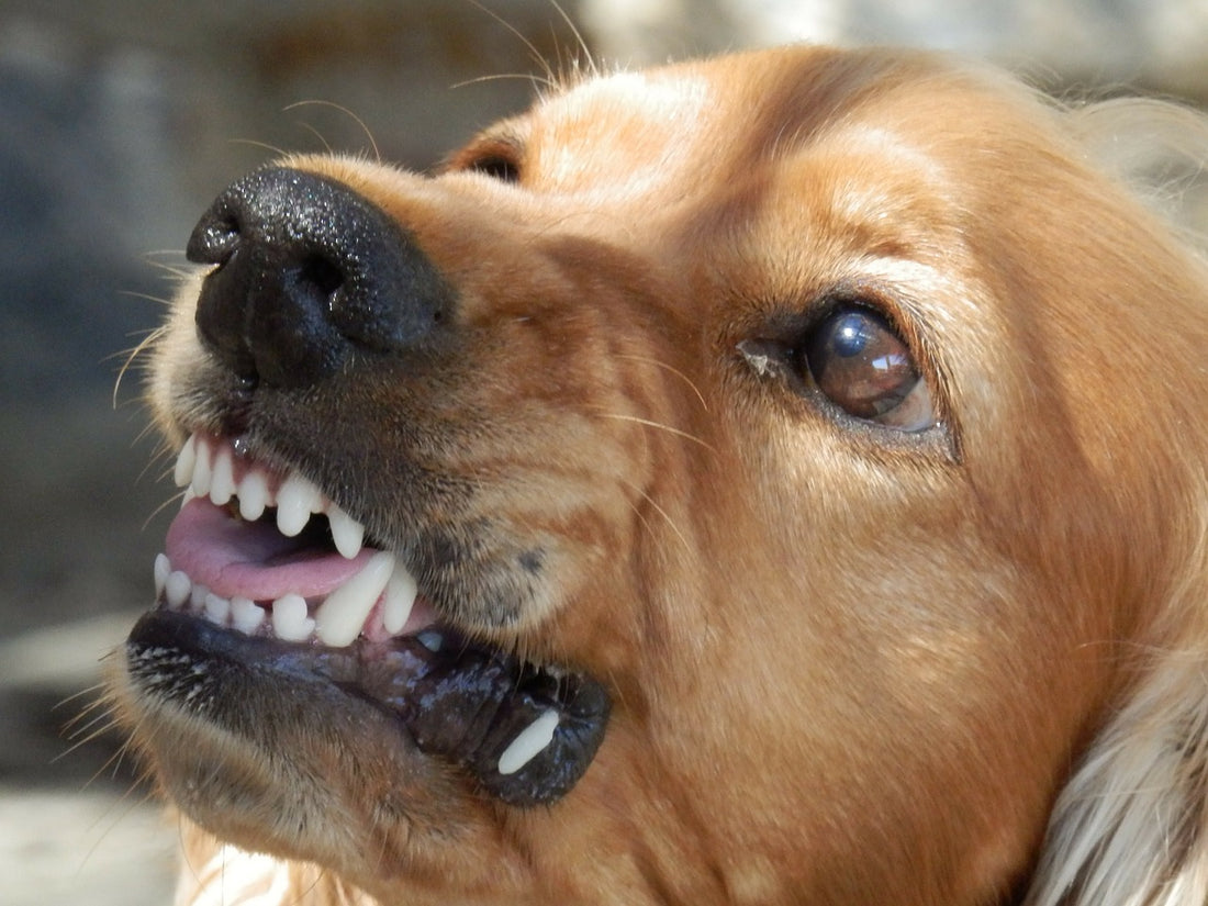 Rabies: all you need to know