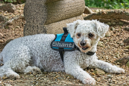 Bichon-Frise Dog Breed Guide