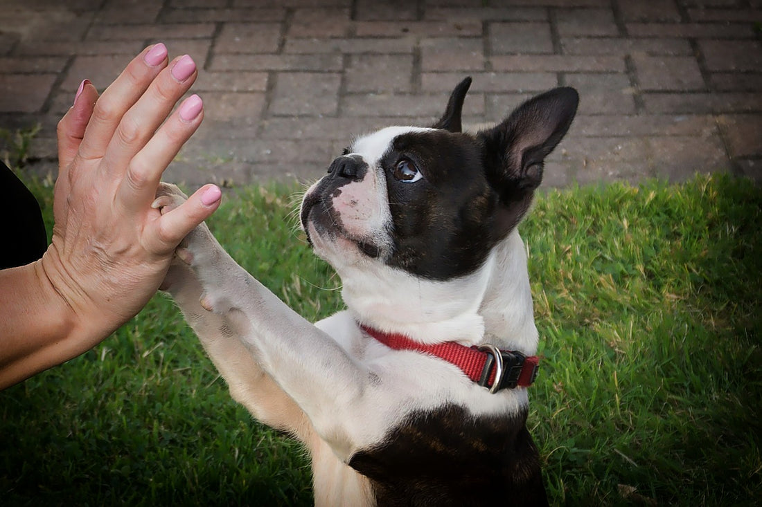 Boston-Terrier Dog Breed Guide