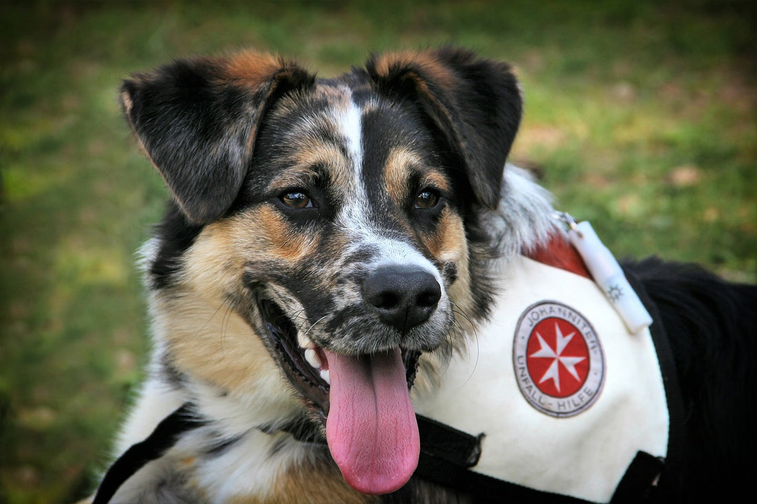 Different Types Of Assistance Dogs