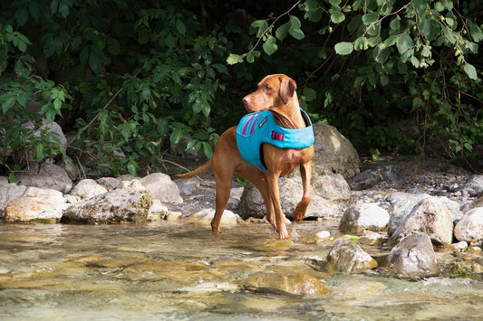 Pointer Dog Breeds