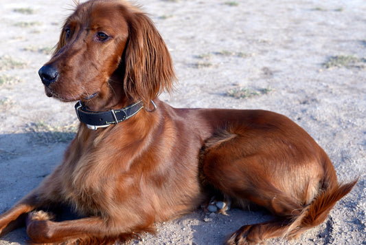 Most Energetic Dog Breeds