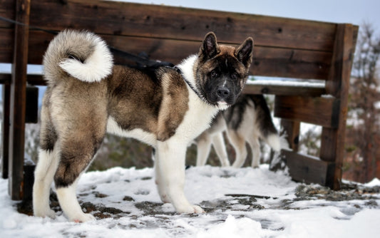 Guard Dog Breeds