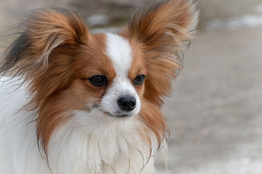 Dogs With Dwarfism