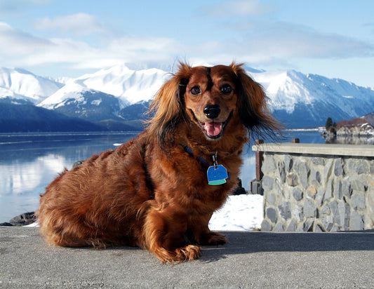 Dachshund Dog Breed Guide