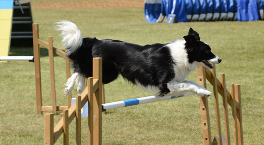 A Guide To Keeping Your Dog Fit And Healthy