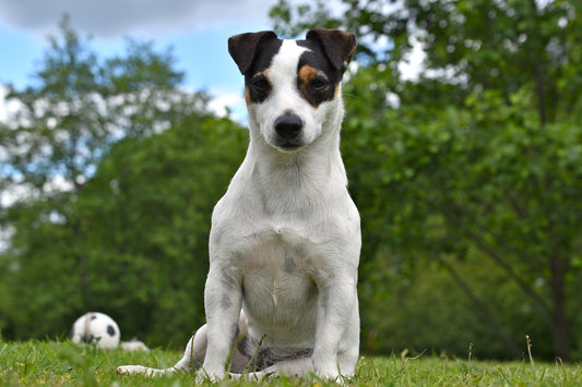 Most Popular Dog Breeds In Different Parts Of The Uk