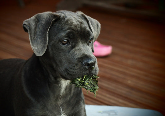 Cane-Corso Dog Breed Guide