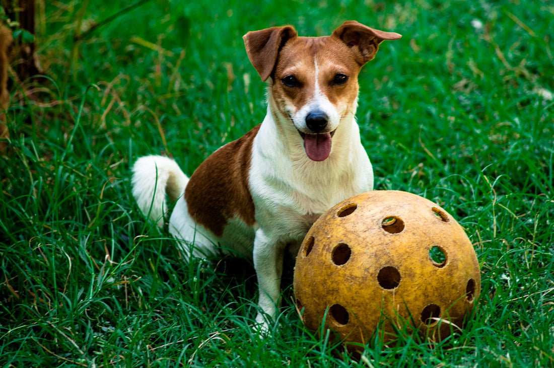 Jack-Russell Dog Breed Guide