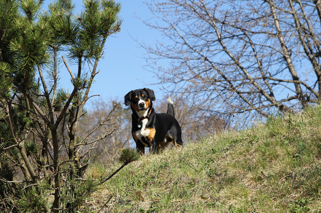 Entlebucher-Mountain-Dog Dog Breed Guide