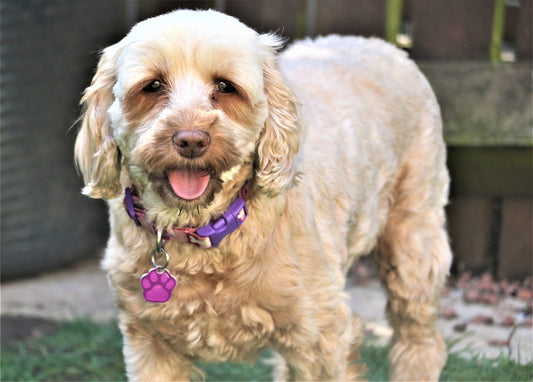 Cockapoo Dog Breed Guide