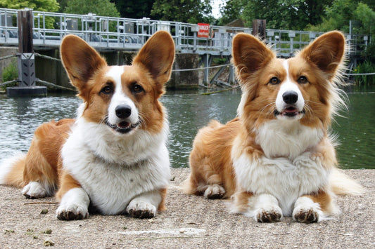 Cardigan-Welsh-Corgi Dog Breed Guide