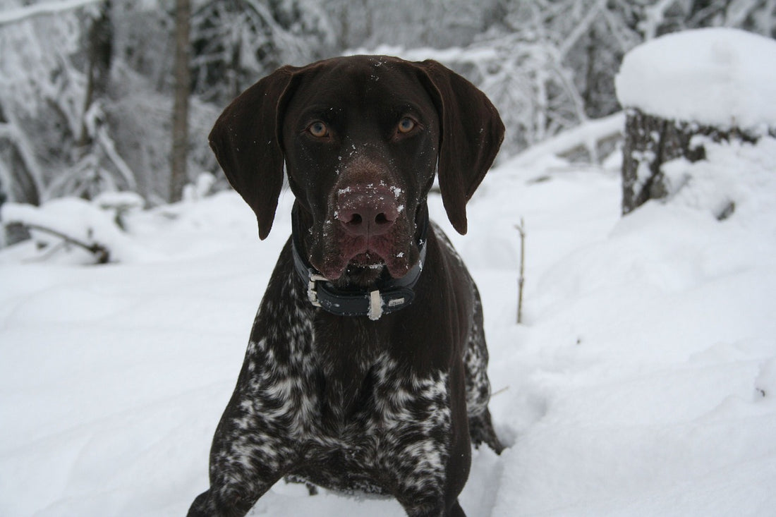 German-Pointer Dog Breed Guide