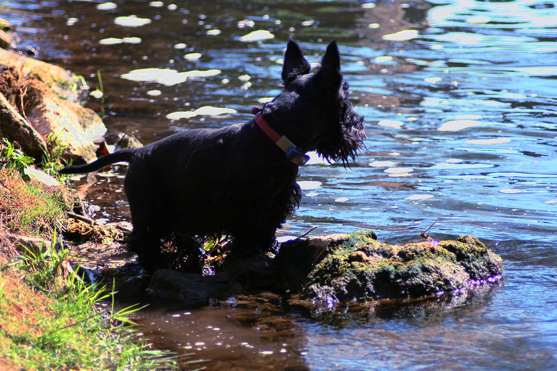 Scottish-Terrier Dog Breed Guide