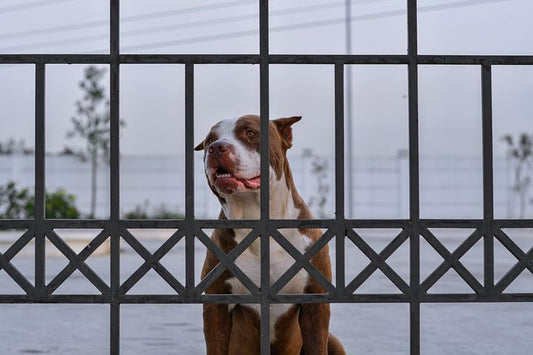 Lost Dog What To Do