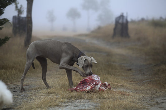 Is Raw Dog Food Good
